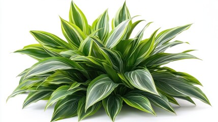 Sticker - Vibrant Dracaena Leaf with Natural Patterns and Texture