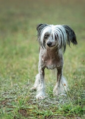 Wall Mural - Beautiful purebred Chinese Crested dog on a walk.