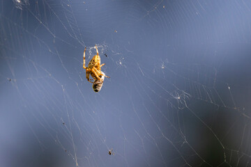 Cross Spider with a prey
