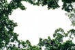 © Rawpixel.com - Lush treetops against bright sky