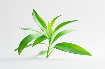 Wall Mural - A small green plant with long leaves on a white background