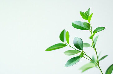 Wall Mural - A small green plant with long leaves on a white background