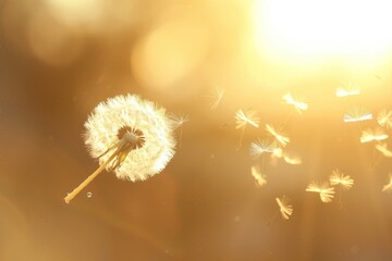 Wall Mural - Dandylion float in the air dandelion flower plant.