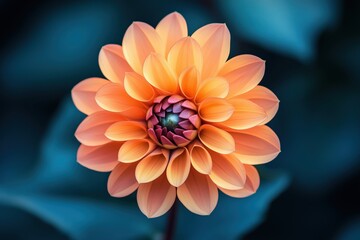 Wall Mural - close-up mobile photo of a blooming flower, vivid colors and intricate details of petals, shallow de