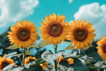 Poster - Three Bright Yellow Sunflowers Against a Blue Sky