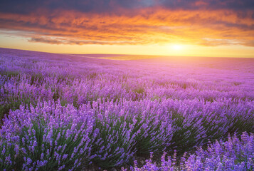 Wall Mural - Meadow of lavender at sunset.