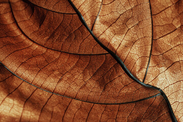 Autumn Dried leaf close up with natural veins pattern, brown leaf as nature background. Trend botanical design backdrop, environment pattern, fall seasonal still life macro trend, soft focus