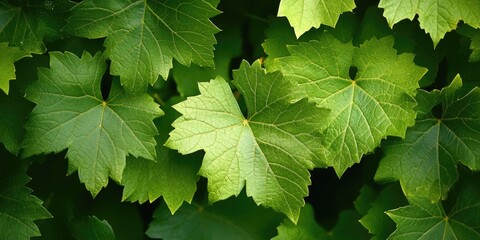 Sticker - Close-up of green leaves