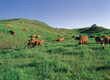 © JinChang - A group of Hanu(Korean beef) are grazing on grassland of a ranch at Daegwallyeong Pass near Pyeongchang-gun, South Korea