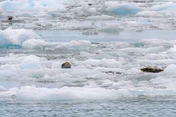 Wall Mural - Seals at sawyer glacier at the head of Tracy Arm fjord in Alaska near Juneau during summer 