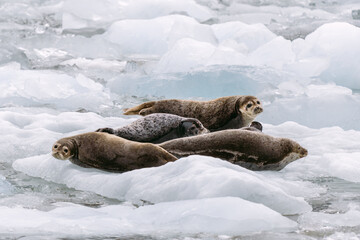 Seals at sawyer glacier at the head of Tracy Arm fjord in Alaska near Juneau during summer 