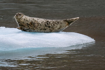 Wall Mural - Seals at sawyer glacier at the head of Tracy Arm fjord in Alaska near Juneau during summer 