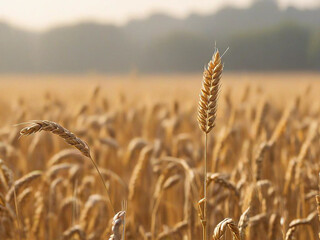 golden wheat field