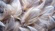 © Udomner - Close-up macro photo of delicate ash colored feathers texture, feathers, ash, grey, macro, close-up, photography, texture, delicate
