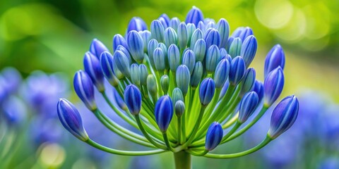 Close-up image of African lily bud with blue flower inflorescences, agapanthus, africana, plant, flower, blue, nature, close-up