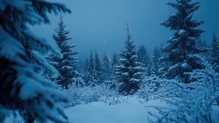 Wall Mural - winter night landscape. snowy forest and fir branches