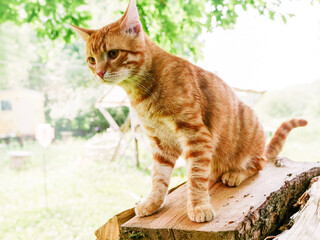 A cute ginger tabby cat is laying on wooden logs. Warm bright sunny background. Summer time in a country, rural side.