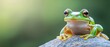 © Jevjenijs - A frog sits on a rock, gaze directed at the camera Background mildly blurred