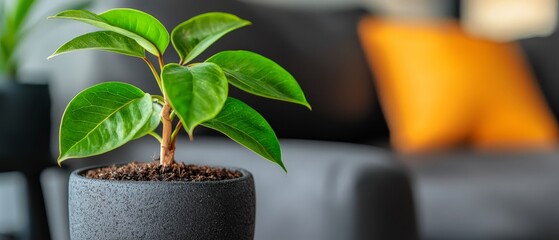 Poster -  A tight shot of a tiny potted plant on a table, surrounded by a room's background with a couch