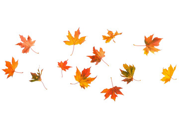 autumn leaves flying in the air on transparent background