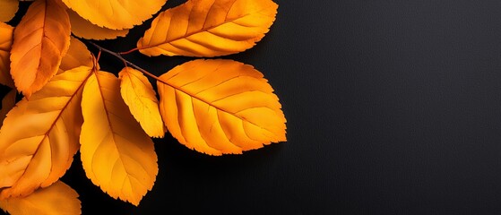 Wall Mural -  Close-up of a yellow leaf against a black backdrop Text space on the left