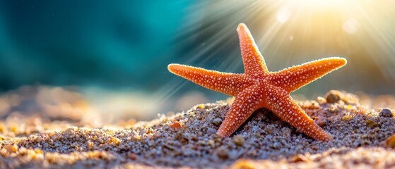 Poster -  A tight shot of a starfish embedded in sand, contrasted by a radiant light behind an ocean backdrop