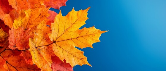 Wall Mural -  A detailed view of a maple leaf against a blue sky background