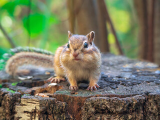 Chipmunk looking at a camera. Close-up