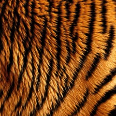 Wall Mural - Tiger skin close-up texture flat lay background