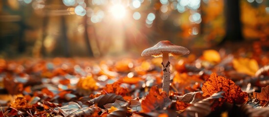 Wall Mural - Mushroom in Autumn Forest