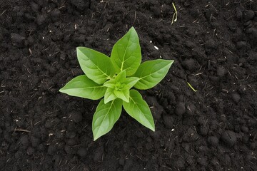 Black Soil with Green Plant Isolated for Agricultural Growth