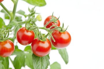 Wall Mural - A close-up of ripe red tomatoes on a vine with green leaves against a white background.