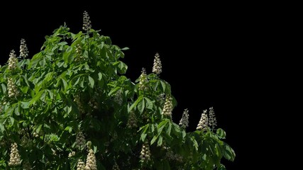 Alpha channel plant tree with a transparent background for overlaying other images during installation