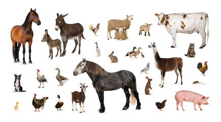 Wall Mural - large group of many farm animals standing together