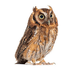 Wall Mural - Tropical screech owl beak open, Megascops choliba, isolated on white