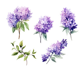 Wall Mural - Watercolor set of lilac flowers branches isolated on white background