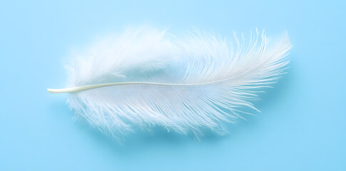 Wall Mural - White fluffy bird feather on sky blue background