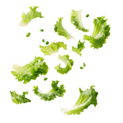 Lettuce leaves floating in mid-air on a white background, transparent