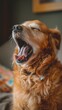 © Ananncee Media - A golden retriever expresses joy by yawning in a relaxed home environment