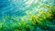 © DenisNata - Image of algae in azure blue ocean.