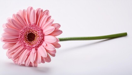 Wall Mural - pink gerbera isolated on white background