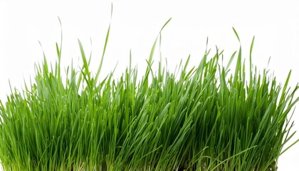 Wall Mural - green grass isolated on white