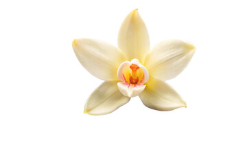 vanilla flower pods and sticks isolated on a white background