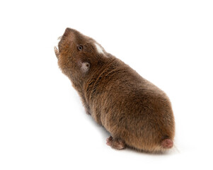 Wall Mural - back view of a ansell's mole-rat, fukomys anselli, mouth open showing its huge teeth