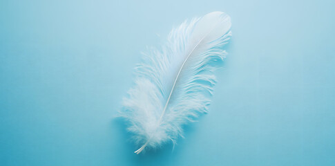 Wall Mural - White fluffy bird feather on sky blue background