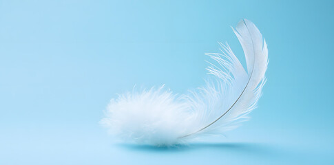 Wall Mural - White fluffy bird feather on sky blue background