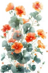 Sticker - Nasturtiums in watercolor style on white background flowers 