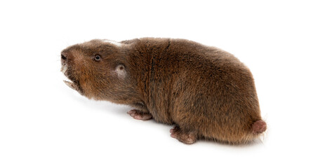 Wall Mural - back view of a ansell's mole-rat, fukomys anselli, mouth open showing its huge teeth