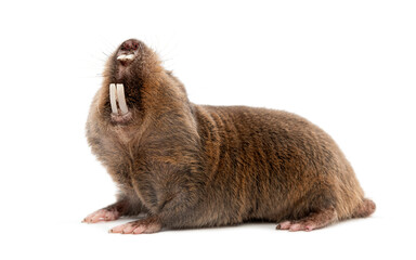 Wall Mural - ansell's mole-rat, fukomys anselli, mouth open showing its huge teeth, isolated on white