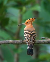 Eurasian hoopoe